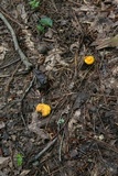 Cantharellus septentrionalis image