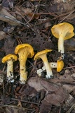 Cantharellus septentrionalis image