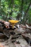 Cantharellus septentrionalis image