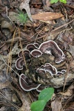 Nigroporus vinosus image