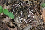 Nigroporus vinosus image