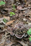 Nigroporus vinosus image