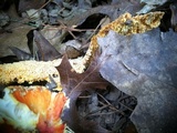 Amanita parcivolvata image