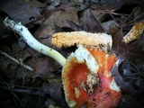 Amanita parcivolvata image