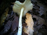Amanita parcivolvata image
