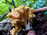 Ramaria rubricarnata image