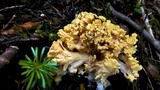 Ramaria rubricarnata image