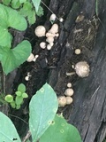 Coprinopsis variegata image