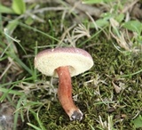 Gyroporus purpurinus image