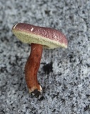 Gyroporus purpurinus image