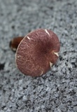 Gyroporus purpurinus image