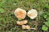 Gyroporus castaneus image