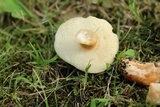 Gyroporus castaneus image