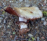 Agaricus moronii image