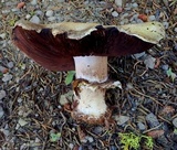 Agaricus moronii image