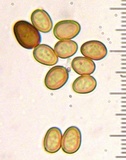 Agaricus moronii image