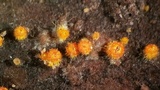 Arachnopeziza aurelia image
