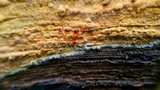 Crustoderma dryinum image