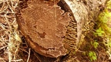 Veluticeps fimbriata image