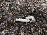 Amanita porphyria image