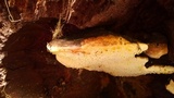 Fomitopsis mounceae image