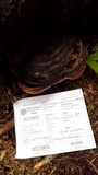 Fomitopsis mounceae image