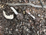 Amanita porphyria image