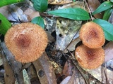 Tricholomopsis formosa image