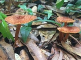 Tricholomopsis formosa image