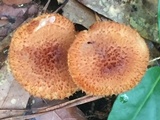 Tricholomopsis formosa image
