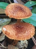 Tricholomopsis formosa image