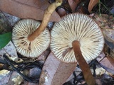Tricholomopsis formosa image