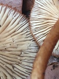 Tricholomopsis formosa image