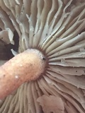 Tricholomopsis formosa image