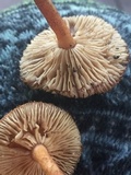 Tricholomopsis formosa image
