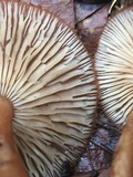 Tricholomopsis formosa image