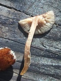Tricholomopsis formosa image
