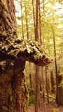 Phellinus gilbertsonii image