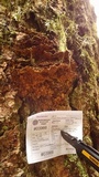 Phellinus gilbertsonii image