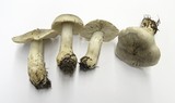 Tricholoma pardinum image
