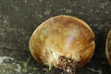 Paragyrodon sphaerosporus image