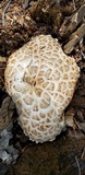 Neolentinus ponderosus image