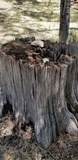 Neolentinus ponderosus image