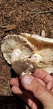 Neolentinus ponderosus image