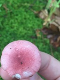 Russula rosea image