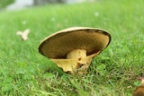 Paragyrodon sphaerosporus image