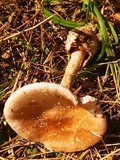 Amanita whetstoneae image