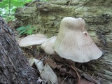 Megacollybia rodmanii image