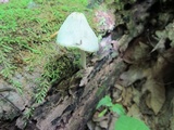 Mycena niveipes image