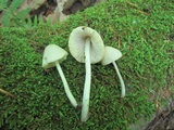 Mycena niveipes image